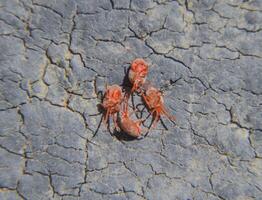 schließen oben Makro rot Samt Milbe oder trombidiidae foto