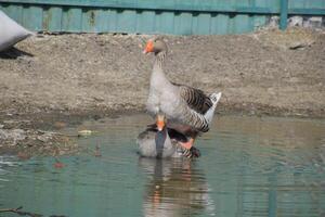 das grau Gans ist inländisch. hausgemacht grau Gans. hausgemacht Gänse im ein künstlich Teich foto