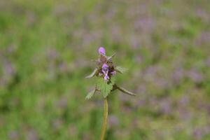 Lamium purpureum blüht im Garten. foto