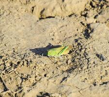Grün Heuschrecke, Flügel Insekt. Pest von landwirtschaftlich Getreide. Heuschrecken Ö foto