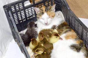 Katze im ein Korb mit Kätzchen und Empfang Moschus Ente Entenküken. Katze fördern Mutter zum das Entenküken foto