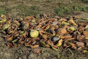 haufen von verfaulen Wassermelonen. schälen von Melone. ein verlassen Feld von Wassermelonen und Melonen. verfault Wassermelonen. Überreste von das Ernte von Melonen. verfaulen Gemüse auf das Feld. foto