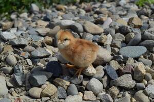 Täglich Hähnchen. Instandhaltung von Geflügel. foto