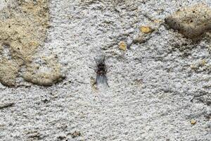 klein fliegen auf ein Beton Mauer foto