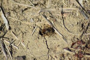 andrena Biene beim das Eingang zu es ist Nest foto