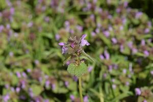 Lamium purpureum blüht im Garten. foto