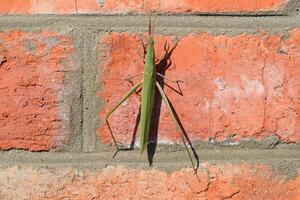 Grün Heuschrecken, Orthoptera Insekt foto