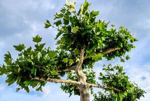 Ahorn Baum mit Grün Blätter im das Stadt Park. foto