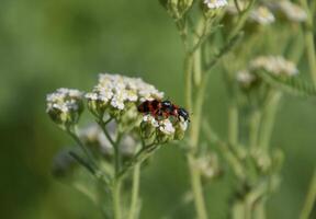 Paarung von rot Käfer auf Weiß Blütenstände von Schöllkraut foto