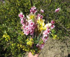 Strauß von Blumen Pfirsich, golden Johannisbeere, und Narzissen. Frühling Strauß von Blumen foto