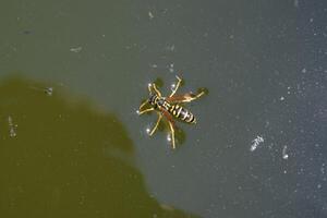 Wespen polistes trinken Wasser. Wespen trinken Wasser von das Pfanne, schwimmen auf das Oberfläche von das Wasser, tun nicht Waschbecken. foto