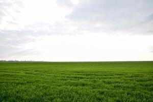 Feld von jung Grün Gerste foto