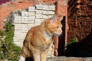 Riese Maine Waschbär Katze. Amerikanische Waldkatze Katze, Zucht von reinrassig Katzen beim Zuhause foto