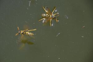Wespen polistes trinken Wasser. Wespen trinken Wasser von das Pfanne, schwimmen auf das Oberfläche von das Wasser, tun nicht Waschbecken. foto