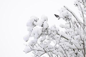 Schnee auf das Baum Geäst. Winter Aussicht von Bäume bedeckt mit Schnee. das Schwere von das Geäst unter das Schnee. Schneefall im Natur foto