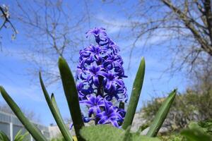 Hyazinthe Blumen im Garten im Frühling. Single Pflanze Hyazinthe foto