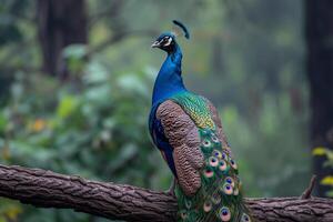 ai generiert ein majestätisch Pfau posiert elegant auf ein Baum Ast foto