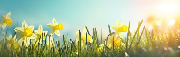 ai generiert Ostern und Narzissen auf Grün Gras im das Sonne. foto