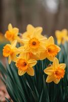 ai generiert ein Cluster von Narzissen, ihr golden Trompeten ankündigend das Ankunft von Frühling foto