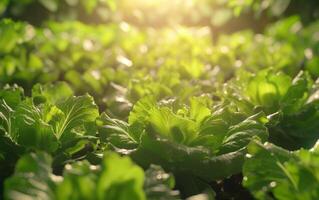 ai generiert Grüner Salat Pflanzen in der Nähe von ein Fabrik Bauernhof foto