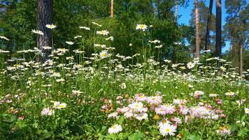 süß nützlich Medizin Kamille, Gänseblümchen auf ein sonnig Grün Wiese im Wald Park foto