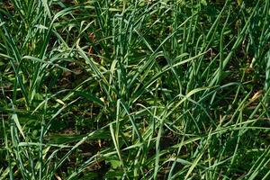 jung Grün schießt von Zwiebel Knoblauch im ein Frühling Garten Bett foto