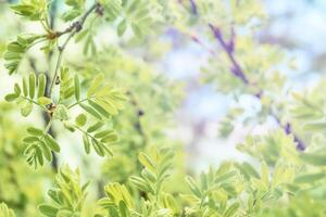 frühling.tender jung Grün blühen Baum sprießen foto