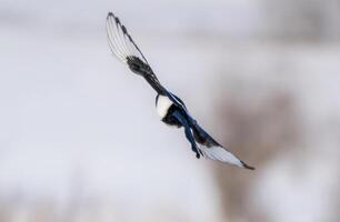 Elster im Flug foto