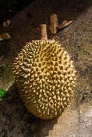 lokal indonesisch Durian ist köstlich und enthält verschiedene Vitamine und Mineralien, Bereitstellung ein herrlich Geschmack Erfahrung. foto