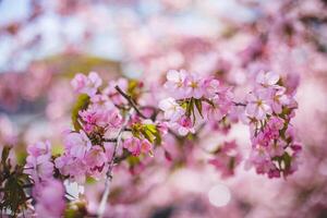 Kirsche blühen im Frühling Zeit mit flach Tiefe von Feld. foto