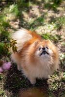 pommerschen Hund im das Garten auf ein Grün Gras Hintergrund. foto