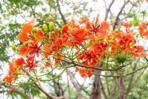 schließen oben von Orange Flamingo Blume, königlich Poinciana foto