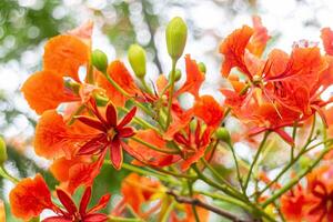 schließen oben von Orange Flamingo Blume, königlich Poinciana foto