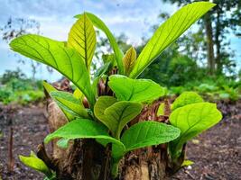 jung Teak Baum Pflanze mit frisch, breit Blätter mit ein Oberer, höher Engel foto