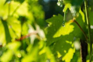 Wasser Tropfen auf das Grün Blätter von Trauben im das Weinberg. foto