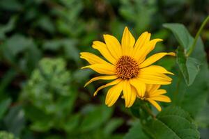 Gelb Blumen. Heliopsis, ein Ausgezeichnet hoch mehrjährig zum das Hintergrund von ein Blume Bett. foto