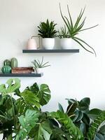 Monstera Delikatesse, Zamioculcas und Ficus auf Weiß Hintergrund. Regale auf Mauer foto