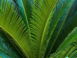 schließen oben von ein Grün Palme Blatt. natürlich Hintergrund und Textur. foto