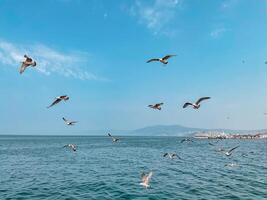 Möwen fliegen im das Blau Himmel Über das Blau Meer gegen das Hintergrund von Berge foto