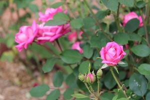 Blumen im das wild Natur foto