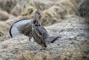 gekräuselt Auerhahn saskatchewan foto