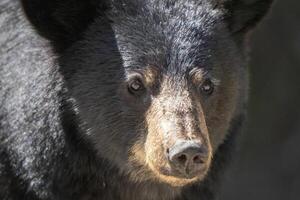 schwarz Bär schließen oben foto