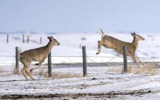 Prärie Hirsch saskatchewan foto