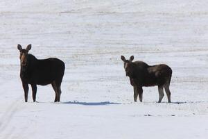 kuh, elch und kalb winter kanada foto