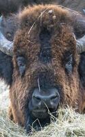 schließen oben Bison foto