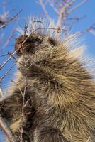 Stachelschwein schließen oben foto