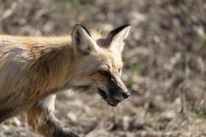 Fuchs Jagd Kanada foto