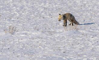 Fuchs Jagd Kanada foto