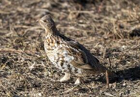 gekräuselt Auerhahn saskatchewan foto