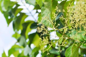 tekton Grandis, Teak oder Lamiaceae oder Teak Pflanze oder Teak Samen oder Teak und Blume foto